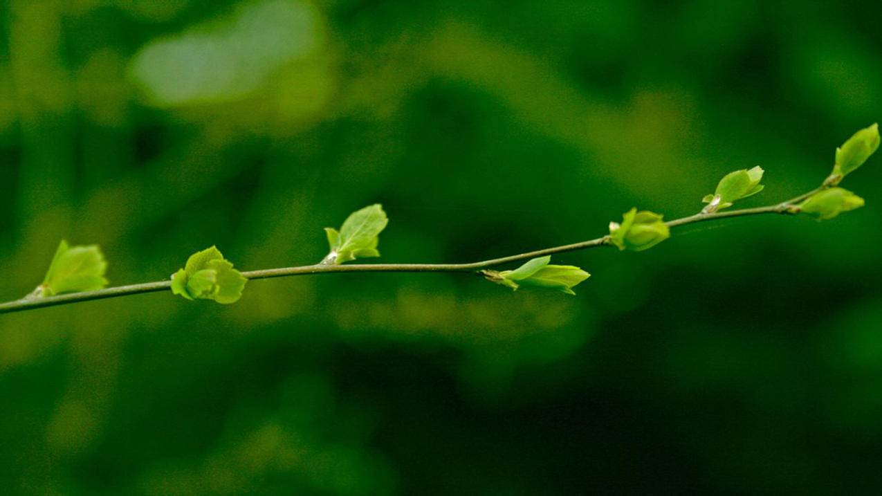 快手秒刷业务微信支,