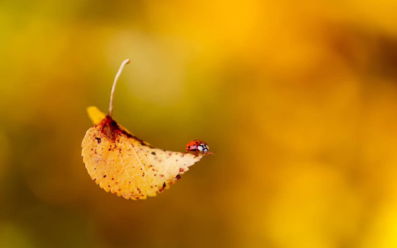 dy秒赞平台-王者荣