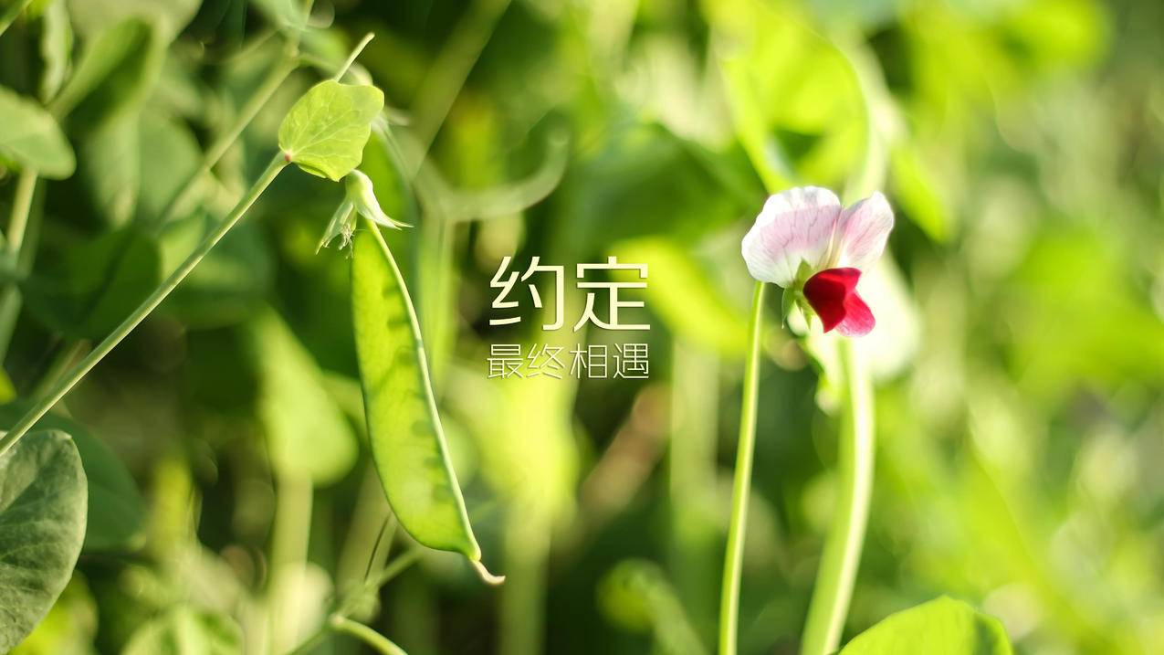 QQ会员代刷网,球球